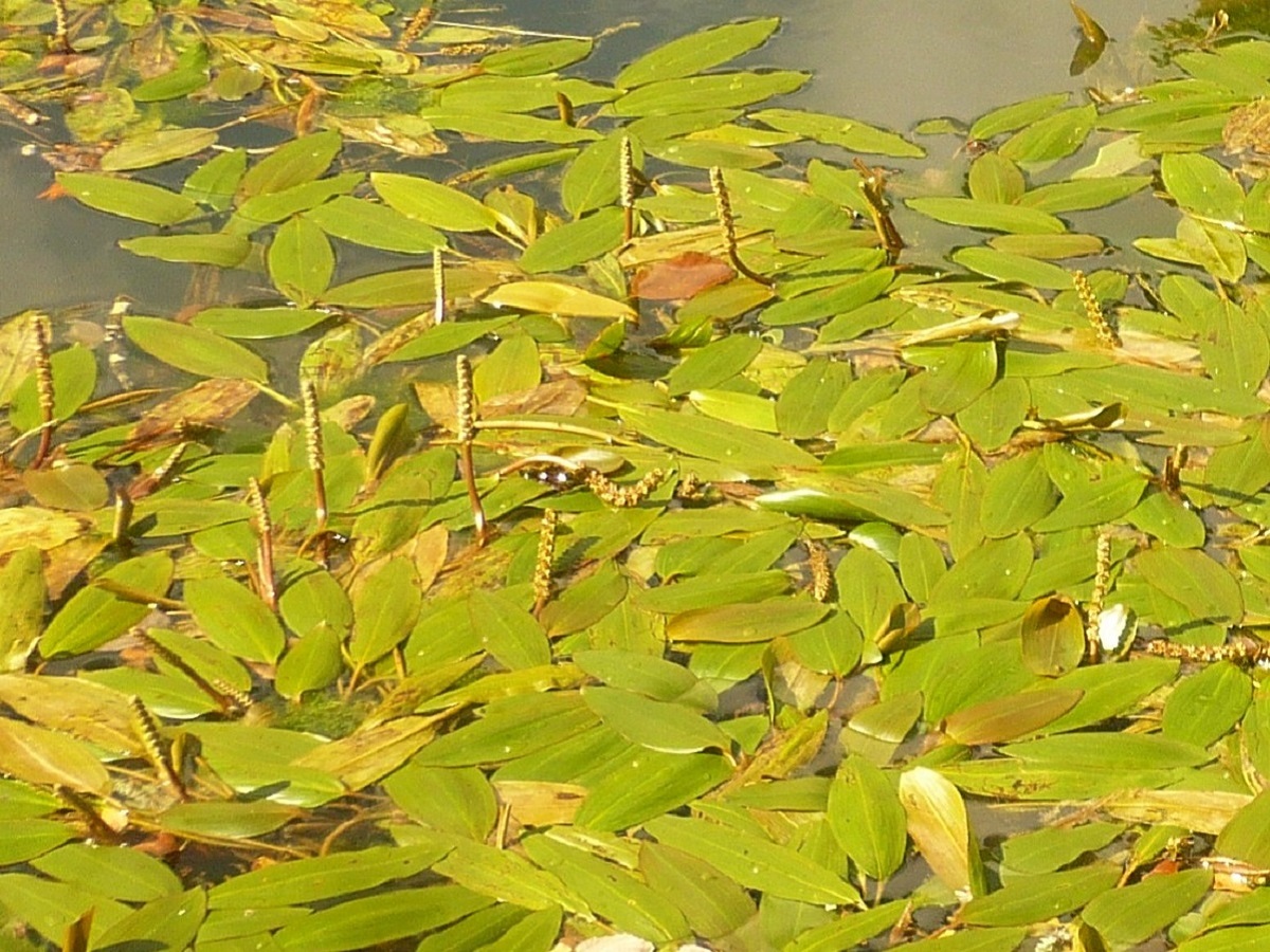 Potamogeton nodosus (Potamogetonaceae)